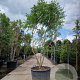 Koelreuteria paniculata 250-300 cm container meerstammig extra
