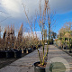 Lagerstroemia indica 150-175 cm container meerstammig