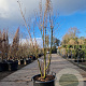 Lagerstroemia indica 150-175 cm container meerstammig