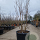 Lagerstroemia indica 150-175 cm cont. 130L