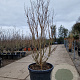Lagerstroemia indica 150-175 cm cont. 130L