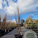 Lagerstroemia indica 175-200 cm container meerstammig