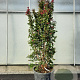 Lagerstroemia indica 175-200 cm cont. 95L