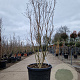 Lagerstroemia indica 175-200 cm cont. 130L