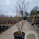 Lagerstroemia indica 175-200 cm cont. 130L
