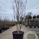 Lagerstroemia indica 175-200 cm cont. 130L