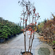 Lagerstroemia indica 250-300 cm container struik