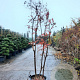 Lagerstroemia indica 250-300 cm container struik