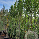 Lagerstroemia indica 250-300 cm container struik