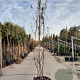 Lagerstroemia indica 250-300 cm container struik