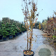 Lagerstroemia indica 250-300 cm container struik