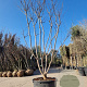 Lagerstroemia indica 350-400 cm container meerstammig