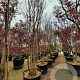 Lagerstroemia indica 400-450 cm container meerstammig