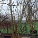 Lagerstroemia indica 450-500 cm container meerstammig