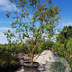 Lagerstroemia indica 450-500 cm container meerstammig