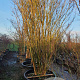 Lagerstroemia indica 450-500 cm container meerstammig