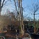 Lagerstroemia indica 500-550 cm container meerstammig