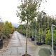 Lagerstroemia indica 200 cm stam container 10-12 lei 150x120