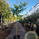Lagerstroemia indica 200 cm stam container 16-18 leiboom