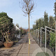 Lagerstroemia indica 200 cm stam container 16-18 leiboom