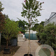 Lagerstroemia indica 200 cm stam container 16-18 leiboom