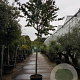 Lagerstroemia indica 200 cm stam container 16-18 leiboom