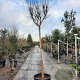 Lagerstroemia indica 200 cm stam container 18-20 leiboom