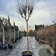 Lagerstroemia indica 200 cm stam container 20-25 leiboom