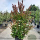 Lagerstroemia Dynabite 150-175 cm container meerstammig
