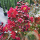 Lagerstroemia Dynabite 150-175 cm container meerstammig