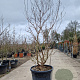 Lagerstroemia 'Natchez' 175-200 cm cont. 130L