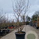 Lagerstroemia 'Natchez' 200-250 cm cont. 90L