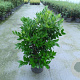 Ligustrum j. 'Texanum' 80-100 cm 10L