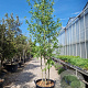 Liquidambar s. 'Worplesdon' 300-350 cm container meerstammig solitair