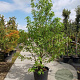 Liquidambar s. 'Worplesdon' 350-400 cm container meerstammig