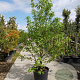 Liquidambar s. 'Worplesdon' 350-400 cm container meerstammig