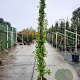 Lonicera henryi 250-300 cm 18L
