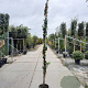 Lonicera henryi 250-300 cm 18L