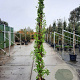 Lonicera henryi 250-300 cm 18L
