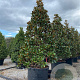 Magnolia grand. 'Galissonnière' 400-450 cm container