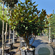 Magnolia grand. 'Goliath' 100-125 cm container piramide