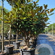 Magnolia grand. 'Goliath' 100-125 cm container piramide
