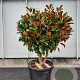 Magnolia grand. 'Goliath' 100-125 cm container piramide