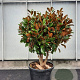 Magnolia grand. 'Goliath' 100-125 cm container piramide