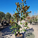 Magnolia grand. 'Goliath' 125-150 cm 18L