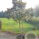 Magnolia grand. 'Goliath' 175-200 cm container piramide