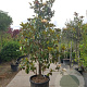 Magnolia grand. 'Goliath' 300-350 cm container meerstammig