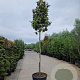 Magnolia grand. 'Goliath' 200 cm stam container 20-25 leiboom