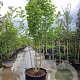 Magnolia kobus 250-300 cm container struikopstam