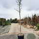 Magnolia kobus 200 cm stam container 18-20 leiboom